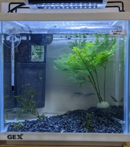 メダカデビュー