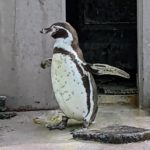 フンボルトペンギン