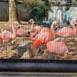 チリーフラミンゴ